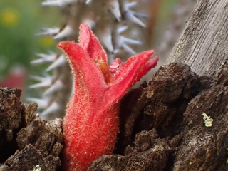PA280979a.jpg